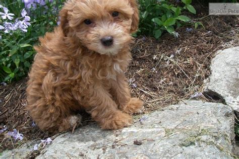 chipoodle price|poochi puppies for sale.